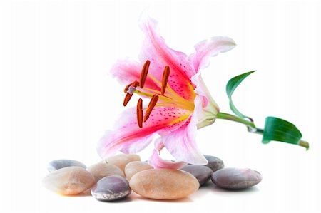 petal on stone - Pink lily and pebble stone over white background Stock Photo - Budget Royalty-Free & Subscription, Code: 400-06142524