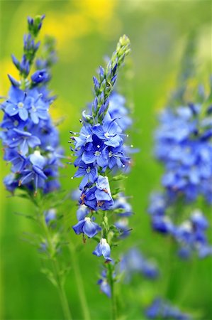 Closeup of beautiful blue wildflowers on green grass background Foto de stock - Super Valor sin royalties y Suscripción, Código: 400-06142629