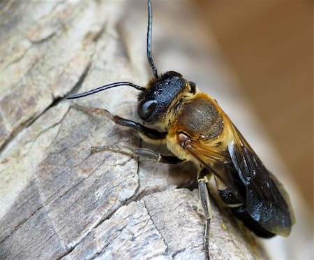 simsearch:400-04909471,k - Wild bee sits on wood macro shot Photographie de stock - Aubaine LD & Abonnement, Code: 400-06142779