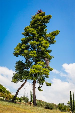 picture of house with high grass - An image of a nice tree under a blue sky Stock Photo - Budget Royalty-Free & Subscription, Code: 400-06142918