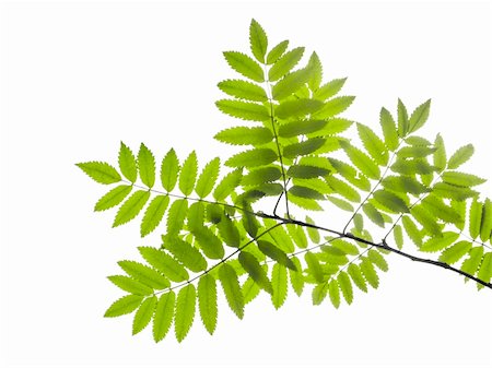 simsearch:400-04408167,k - An image of a nice green leaf isolated on white Stock Photo - Budget Royalty-Free & Subscription, Code: 400-06142911