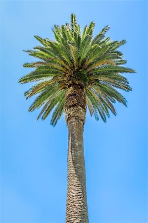 An image of a big palm tree Photographie de stock - Aubaine LD & Abonnement, Code: 400-06143100