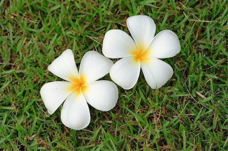 simsearch:400-05282502,k - plumeria flower on the ground in the evening, Thailand. Photographie de stock - Aubaine LD & Abonnement, Code: 400-06143125