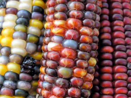 colorful indian corn close-up Stockbilder - Microstock & Abonnement, Bildnummer: 400-06143380