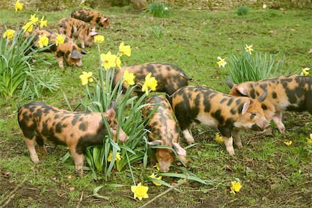 Piglets in orchard eating daffodils Photographie de stock - Aubaine LD & Abonnement, Code: 400-06143420