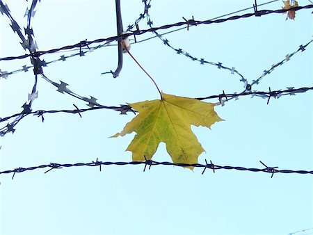 prison break - Barbed wire against blue sky and yellow leaves Stock Photo - Budget Royalty-Free & Subscription, Code: 400-06143494