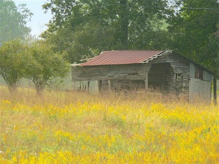 An old shed sits overlooking a field of goldenrod in early autumn. Foto de stock - Royalty-Free Super Valor e Assinatura, Número: 400-06143741