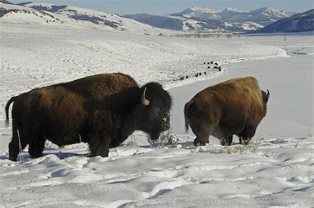 Heard of American Bison traveling single file down Lamar Valley Photographie de stock - Aubaine LD & Abonnement, Code: 400-06143762