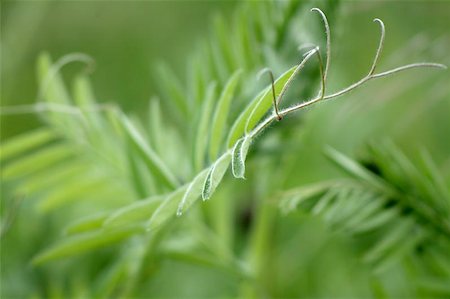 felinda (artist) - green series Photographie de stock - Aubaine LD & Abonnement, Code: 400-06143839