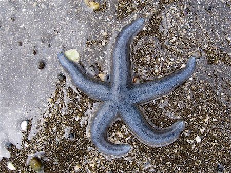Blue Sea Star on the sand Stock Photo - Budget Royalty-Free & Subscription, Code: 400-06143844