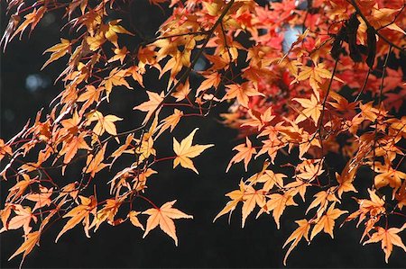 felinda (artist) - Maple in autumn colors Photographie de stock - Aubaine LD & Abonnement, Code: 400-06143853