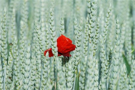 felinda (artist) - poppy and rye Photographie de stock - Aubaine LD & Abonnement, Code: 400-06143988