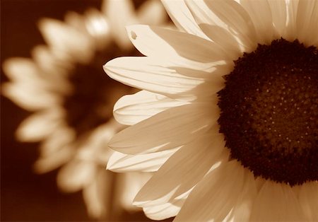 felinda (artist) - Sunflower in sepia tone Photographie de stock - Aubaine LD & Abonnement, Code: 400-06143983