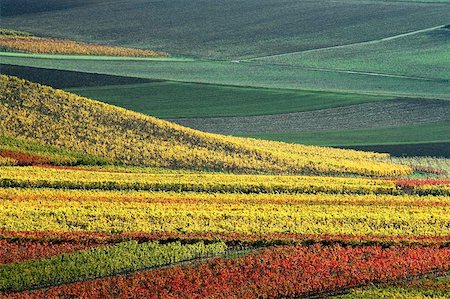 felinda (artist) - vineyards in autumn colors Photographie de stock - Aubaine LD & Abonnement, Code: 400-06143994