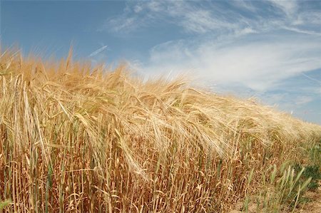 felinda (artist) - field of wheat and blue sky Photographie de stock - Aubaine LD & Abonnement, Code: 400-06143999