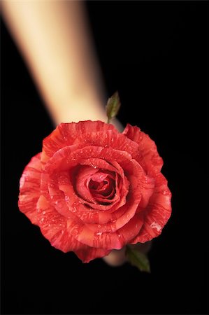 Hands holding red rose against black background. PS : really small depth of field Stock Photo - Budget Royalty-Free & Subscription, Code: 400-06174084