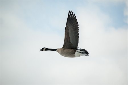 simsearch:400-05677181,k - A single Canada goose (Branta canadensis) flies through a cloudy grey sky. Photographie de stock - Aubaine LD & Abonnement, Code: 400-06174126