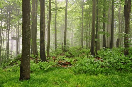 erle - Fog in the spring green forest after the rain Stockbilder - Microstock & Abonnement, Bildnummer: 400-06174135