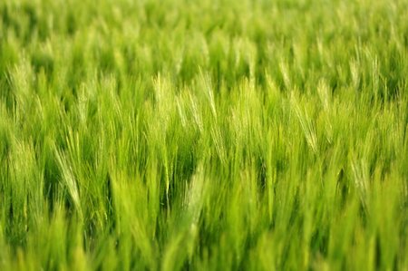 Fresh green spring wheat field Fotografie stock - Microstock e Abbonamento, Codice: 400-06174148