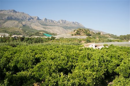 simsearch:400-06083036,k - Orange and lemon tree plantations in a hilly landscape, typical for inland Costa Blanca, Spain Stock Photo - Budget Royalty-Free & Subscription, Code: 400-06174420