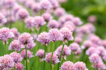 simsearch:400-05919877,k - Allium Schoenoprasum in home kitchen known as Chives Stock Photo - Budget Royalty-Free & Subscription, Code: 400-06174459