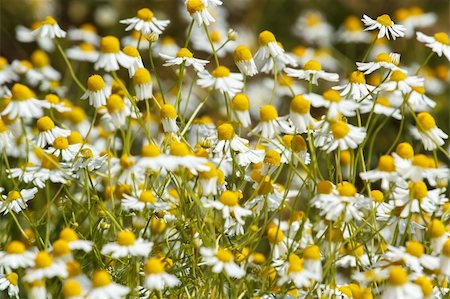 simsearch:400-06555366,k - Chamomile flowers on a meadow in summer Fotografie stock - Microstock e Abbonamento, Codice: 400-06174460