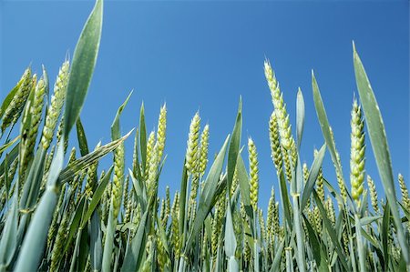 simsearch:400-05699446,k - detail of organic green grains against blue sky in summer time Stock Photo - Budget Royalty-Free & Subscription, Code: 400-06174462