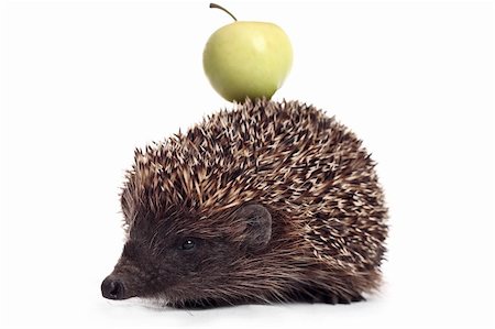 simsearch:400-04762958,k - hedgehog with apple Photographie de stock - Aubaine LD & Abonnement, Code: 400-06174556