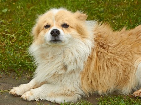 simsearch:400-06090463,k - Portrait of old dog outdoors on green grass background Foto de stock - Royalty-Free Super Valor e Assinatura, Número: 400-06174755