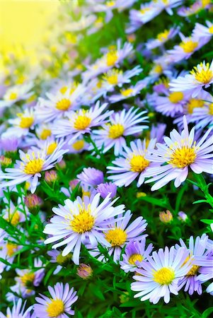 simsearch:400-06790189,k - Purple flower bush under the bright yellow sun Stock Photo - Budget Royalty-Free & Subscription, Code: 400-06174908