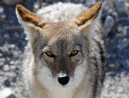 Coyote in Death Valley Stock Photo - Budget Royalty-Free & Subscription, Code: 400-06174997
