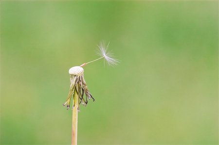 dandelion blowing in the wind - dandelionwith one petal Stock Photo - Budget Royalty-Free & Subscription, Code: 400-06175003