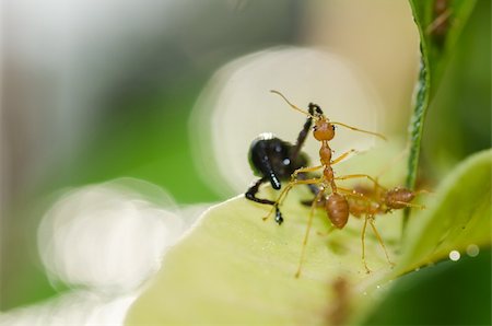 simsearch:400-06427911,k - red ant teamwork in green nature or in the garden Stock Photo - Budget Royalty-Free & Subscription, Code: 400-06175188