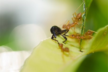 red ant teamwork in green nature or in the garden Stock Photo - Budget Royalty-Free & Subscription, Code: 400-06175189