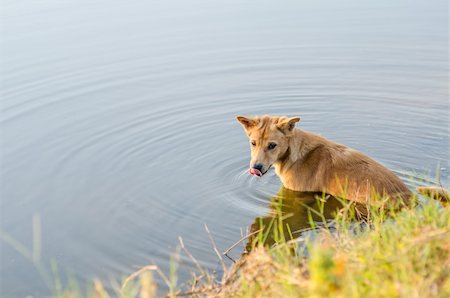 sweetcrisis (artist) - dog in the lake relaxe time Photographie de stock - Aubaine LD & Abonnement, Code: 400-06175190