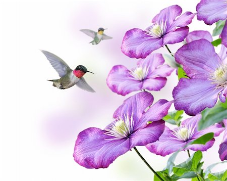 Flowers And Hummingbirds On White Background Foto de stock - Super Valor sin royalties y Suscripción, Código: 400-06175380