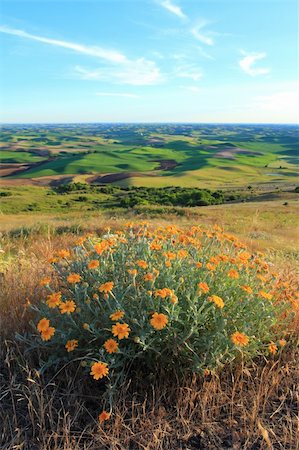 rssfhs (artist) - The beautiful hills of Palouse, Washington with yellow Wildflowers Stock Photo - Budget Royalty-Free & Subscription, Code: 400-06175458