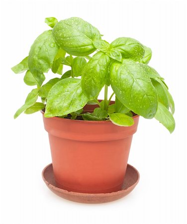 potted herbs - Fresh Green Basil in Pot on White Background Stock Photo - Budget Royalty-Free & Subscription, Code: 400-06175536