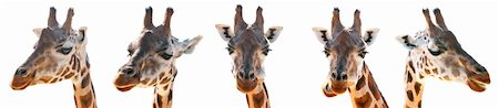 simsearch:400-08628372,k - Giraffe head on a white background, front view and side view Foto de stock - Super Valor sin royalties y Suscripción, Código: 400-06175544
