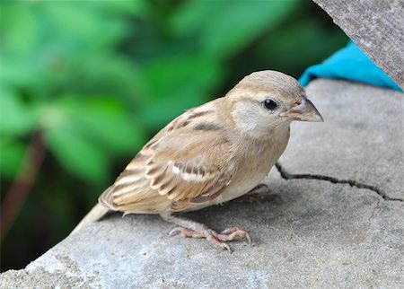 simsearch:400-06130987,k - Closeup of a small sparrow resting Photographie de stock - Aubaine LD & Abonnement, Code: 400-06175554