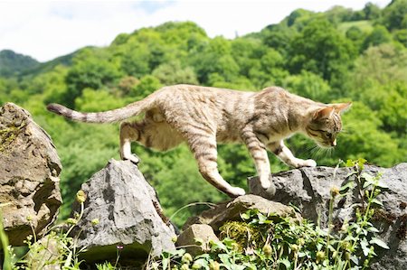 simsearch:400-04789525,k - tabby cat on stones fence at Asturias countryside in Spain Stock Photo - Budget Royalty-Free & Subscription, Code: 400-06175726
