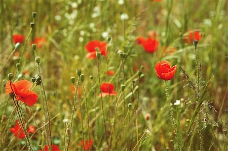 simsearch:400-04408653,k - Field of Corn Poppy Flowers Papaver rhoeas in Spring Stockbilder - Microstock & Abonnement, Bildnummer: 400-06175798