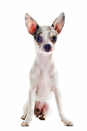simsearch:400-05888300,k - portrait of a cute purebred  puppy chihuahua in front of white background Stockbilder - Microstock & Abonnement, Bildnummer: 400-06176119