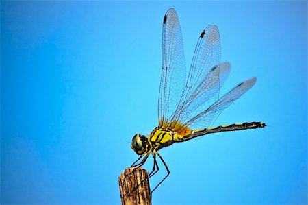 simsearch:400-04364178,k - Dragonfly Foto de stock - Royalty-Free Super Valor e Assinatura, Número: 400-06176111