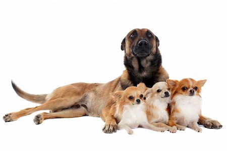 simsearch:400-05141688,k - portrait of a cute purebred chihuahuas and malinois in front of white background Photographie de stock - Aubaine LD & Abonnement, Code: 400-06176127