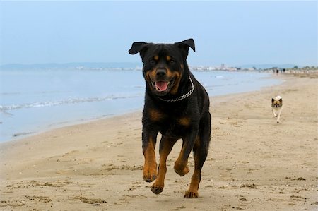 portrait of a purebred rottweiler running on the beach Photographie de stock - Aubaine LD & Abonnement, Code: 400-06176122