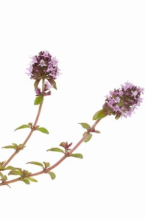 simsearch:400-05691274,k - purple little thyme (Thymus pulegioides) on white background Photographie de stock - Aubaine LD & Abonnement, Code: 400-06176240
