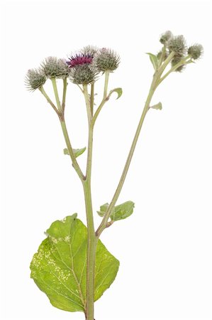 young plant burdock with flowers and leaf Stock Photo - Budget Royalty-Free & Subscription, Code: 400-06176251