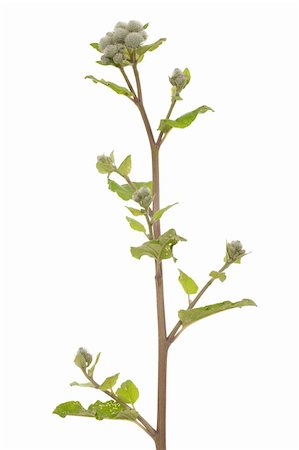 young plant burdock (Arctium tomentosum) on white Stock Photo - Budget Royalty-Free & Subscription, Code: 400-06176252