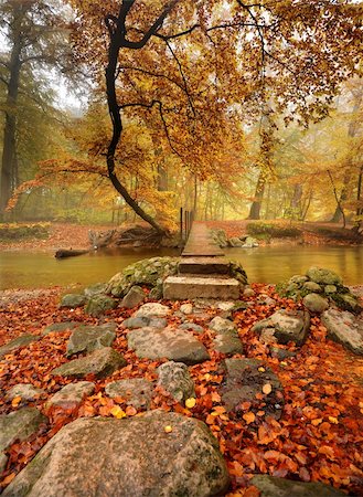 simsearch:400-04912455,k - autumn in the forest by a river with a bridge over Fotografie stock - Microstock e Abbonamento, Codice: 400-06176280
